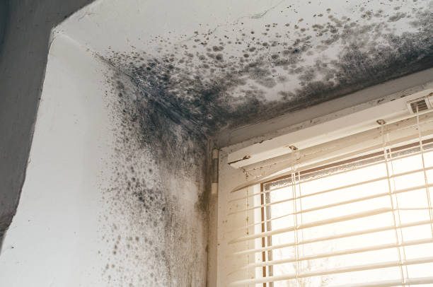 Affordable Mold Cleanup solutions in Newport, PA
